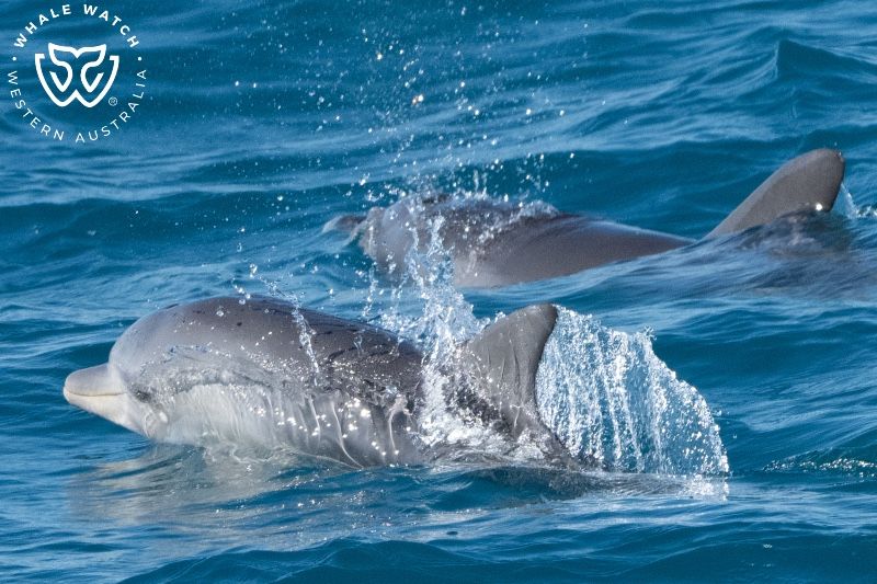 Whale Watch Western Australia