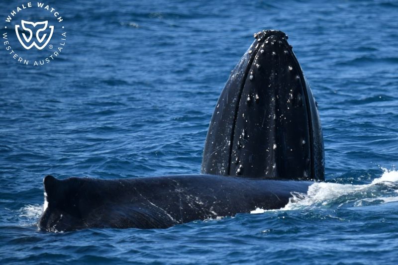 Whale Watch Western Australia