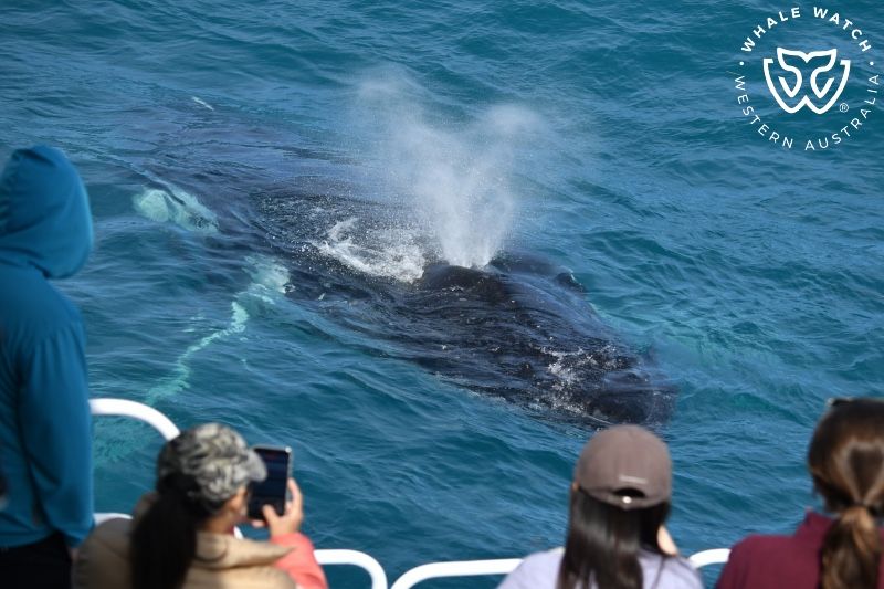 Whale Watch Western Australia