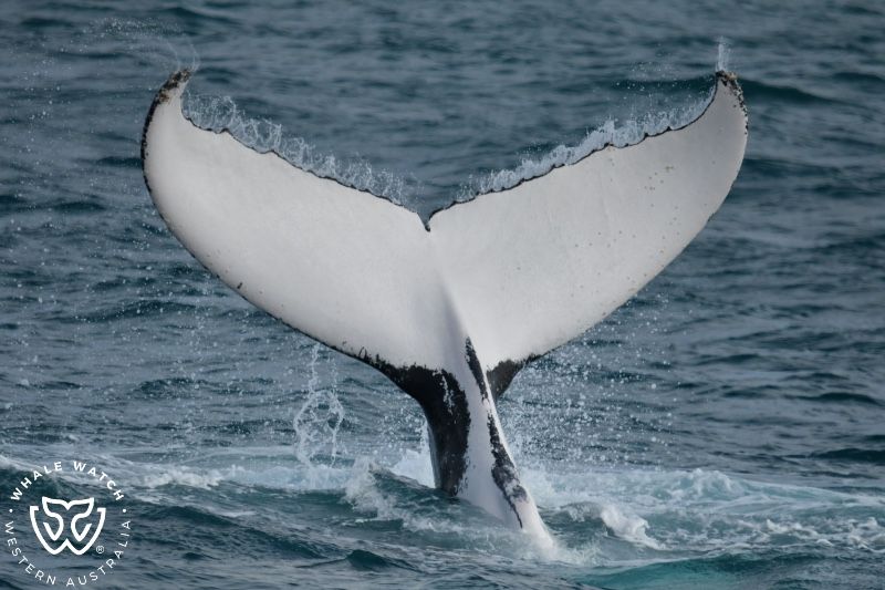 Whale Watch Western Australia