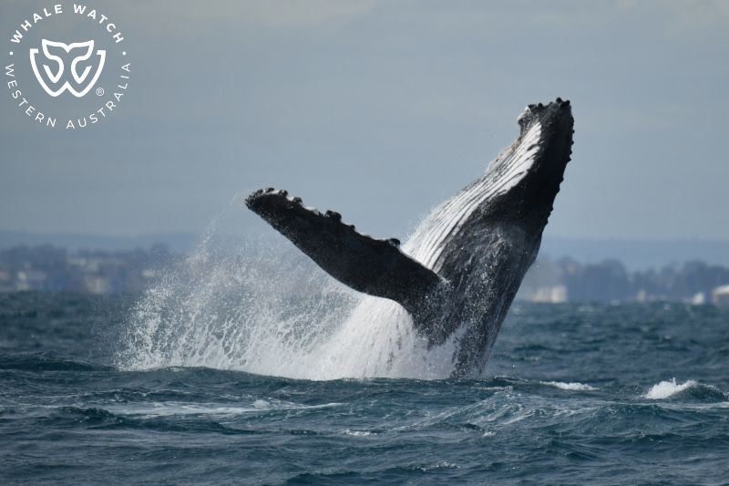 Whale Watch Western Australia