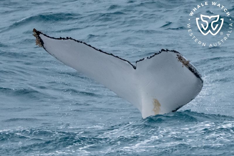 Whale Watch Western Australia