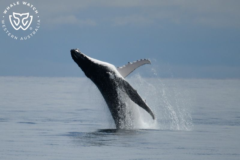 Whale Watch Western Australia