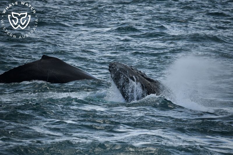 Whale Watch Western Australia