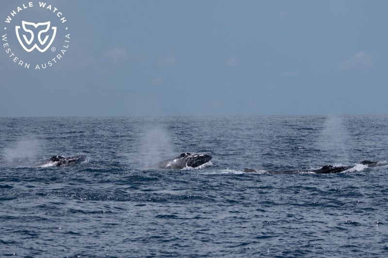 Whale Watch Western Australia