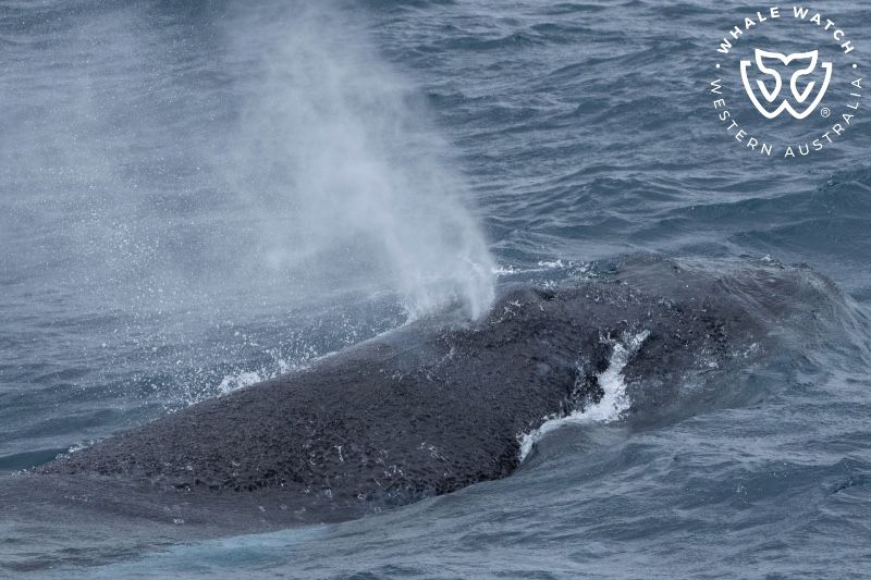 Whale Watch Western Australia
