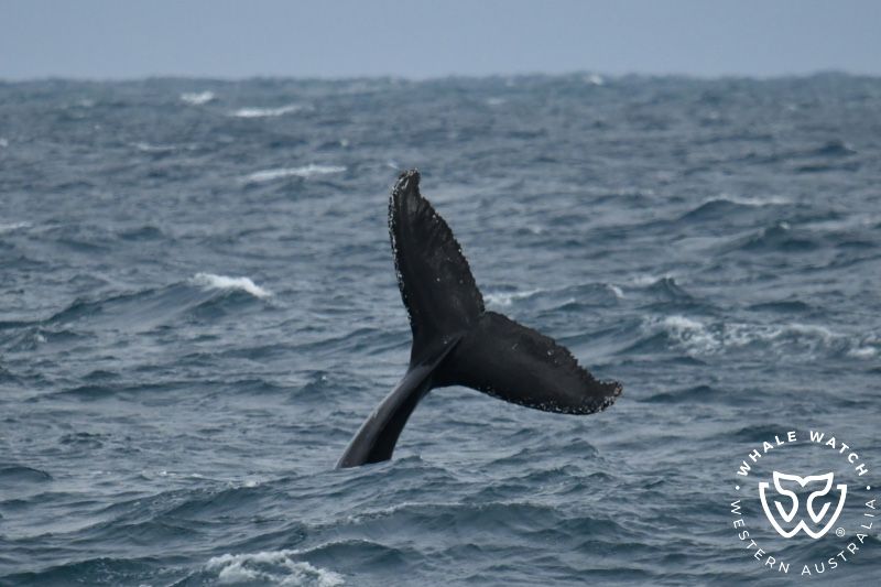 Whale Watch Western Australia