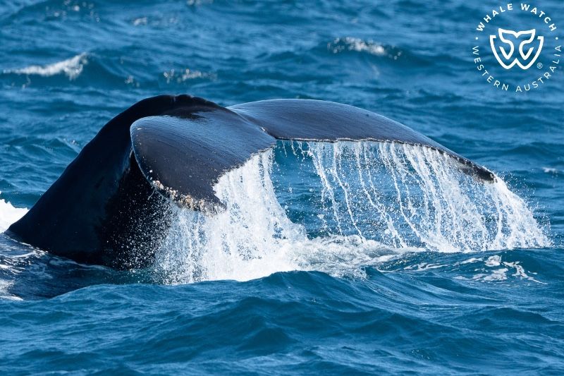 Whale Watch Western Australia