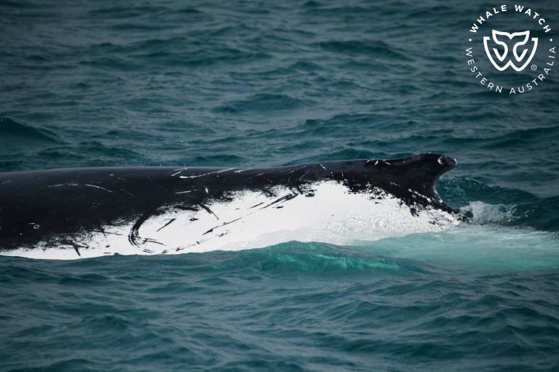 Whale Watch Western Australia