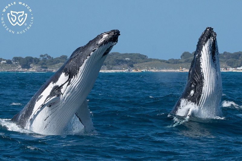 Whale Watch Western Australia
