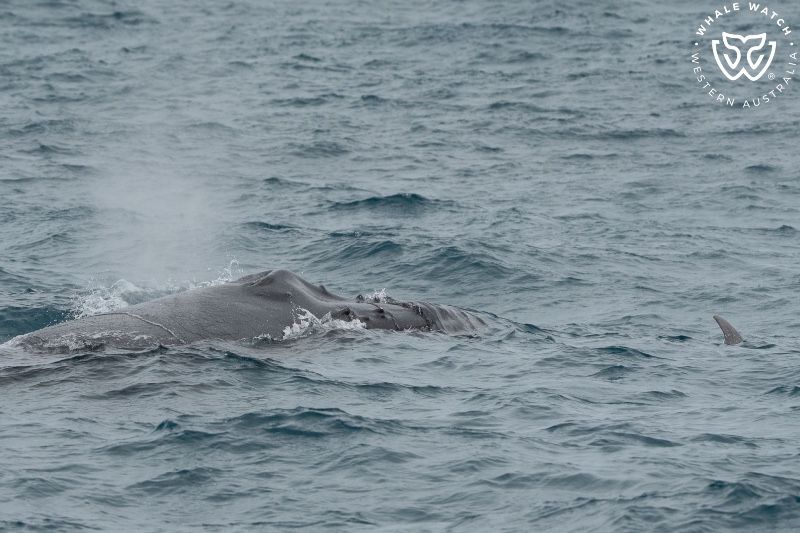 Whale Watch Western Australia