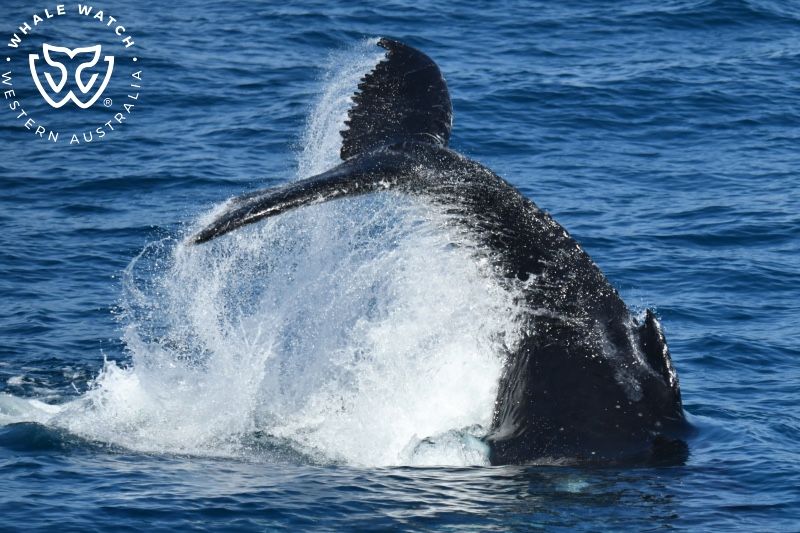 Whale Watch Western Australia