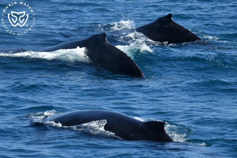 Whale Watch Western Australia