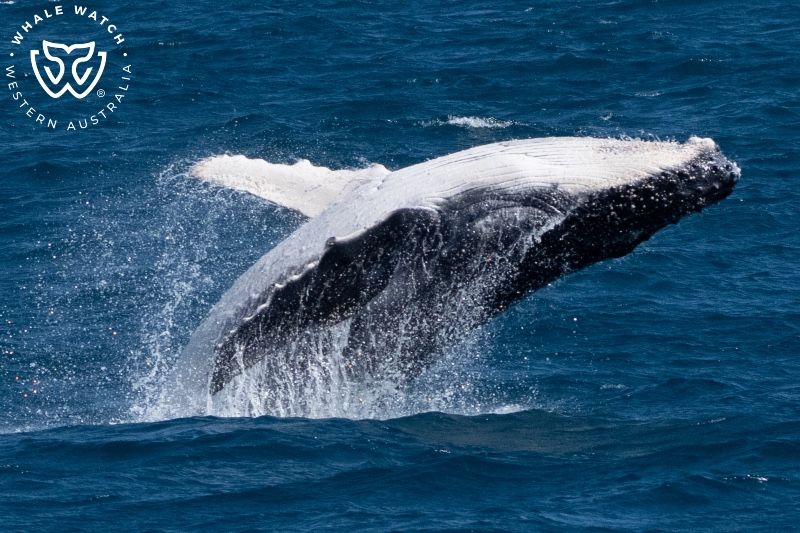 Whale Watch Western Australia