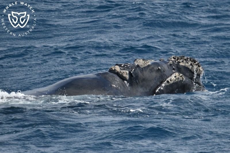 Whale Watch Western Australia