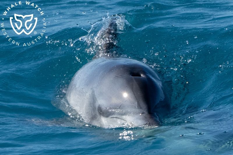 Whale Watch Western Australia