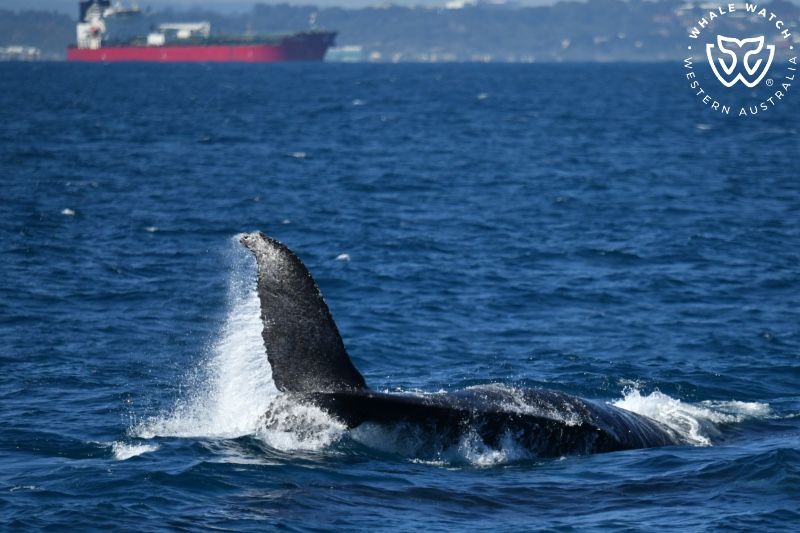 Whale Watch Western Australia