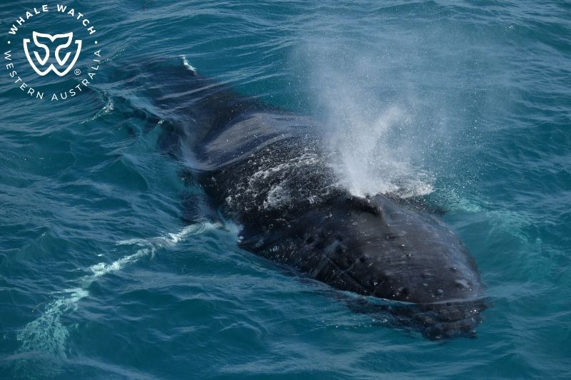 Whale Watch Western Australia