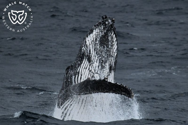 Whale Watch Western Australia