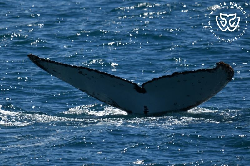 Whale Watch Western Australia