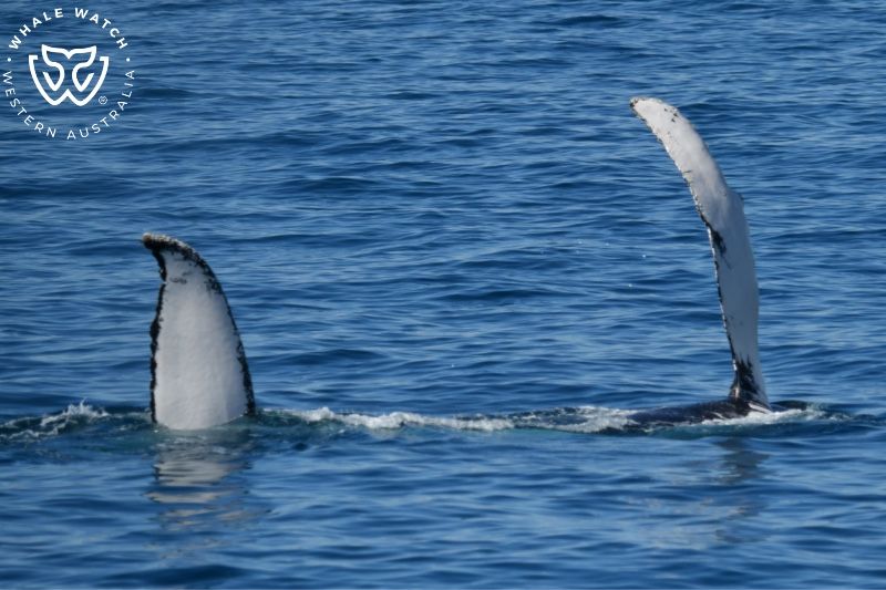 Whale Watch Western Australia