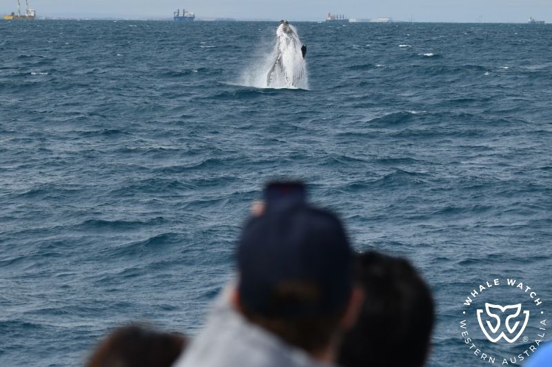 Whale Watch Western Australia