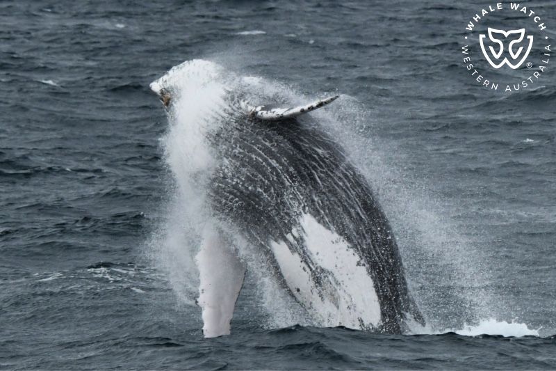 Whale Watch Western Australia