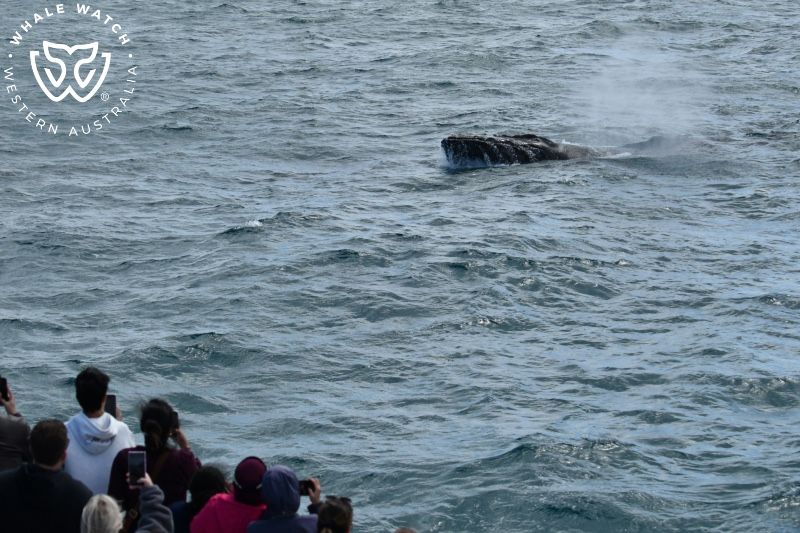 Whale Watch Western Australia