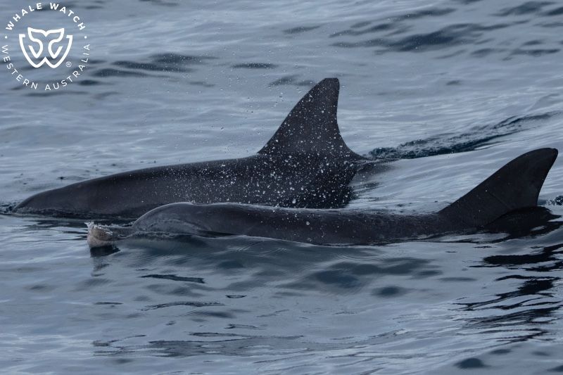 Whale Watch Western Australia