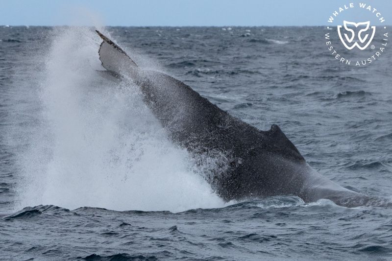 Whale Watch Western Australia