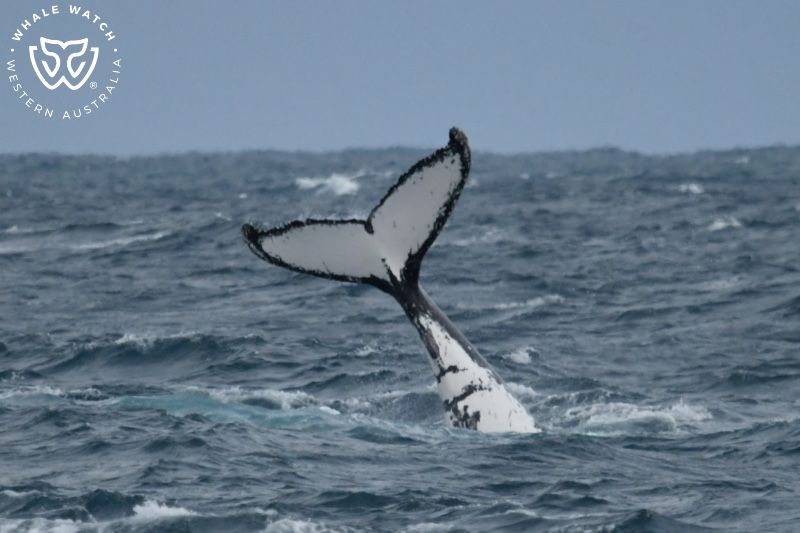 Whale Watch Western Australia