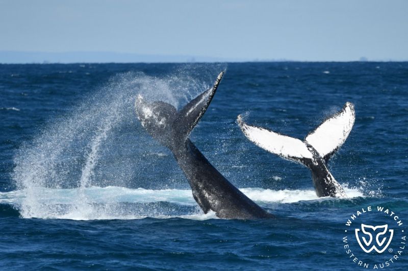 Whale Watch Western Australia