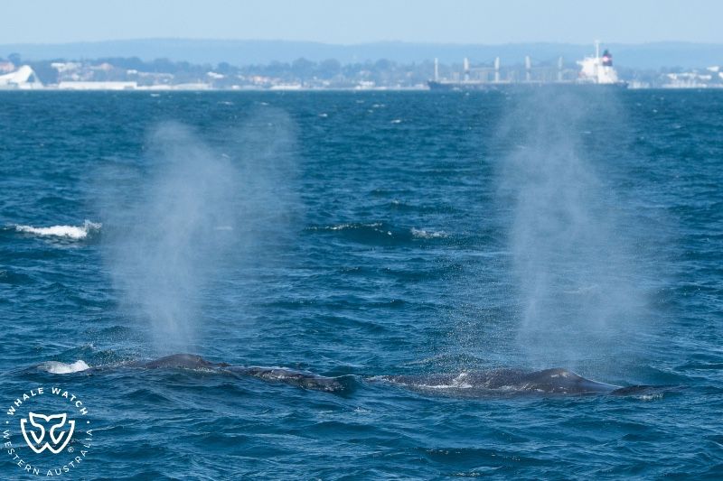 Whale Watch Western Australia