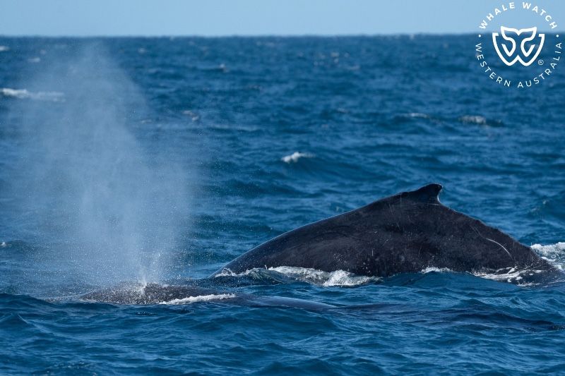 Whale Watch Western Australia