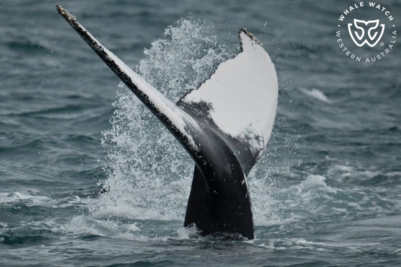 Whale Watch Western Australia