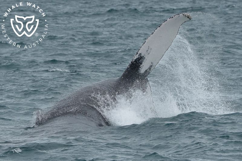 Whale Watch Western Australia