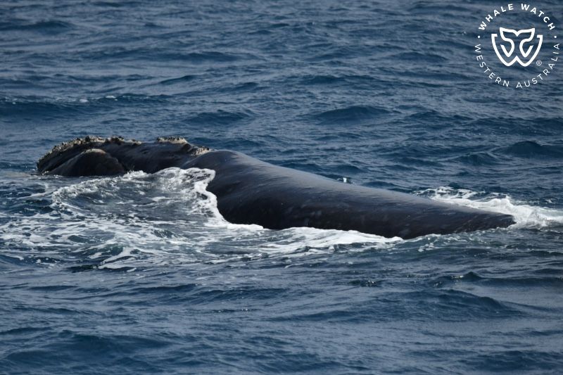 Whale Watch Western Australia