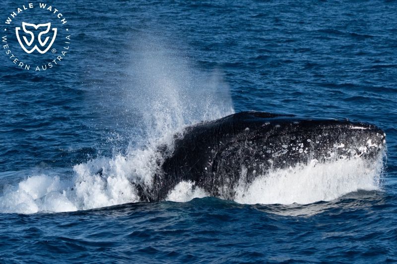 Whale Watch Western Australia