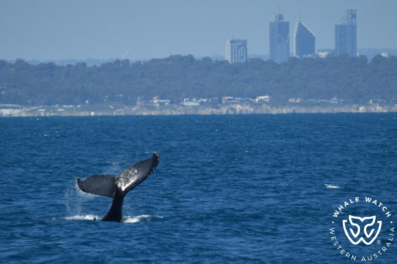 Whale Watch Western Australia