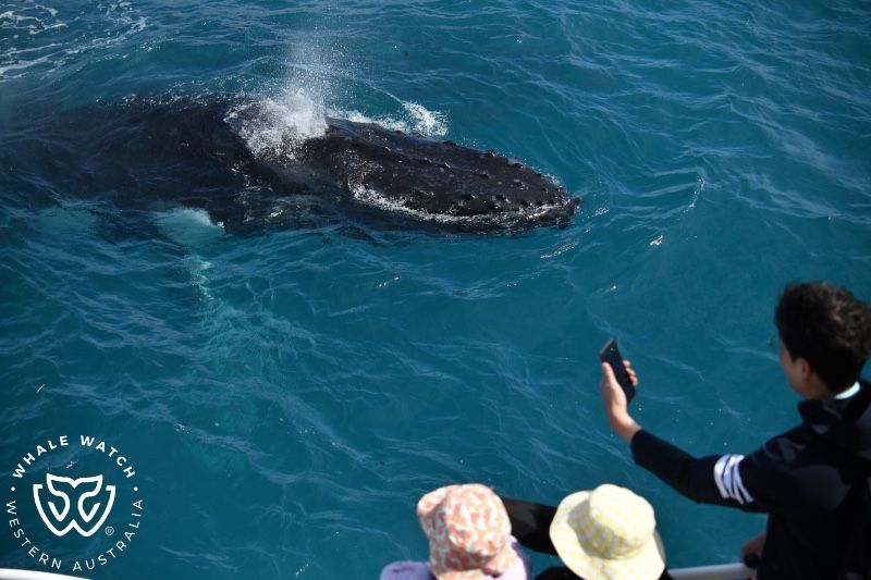 Whale Watch Western Australia