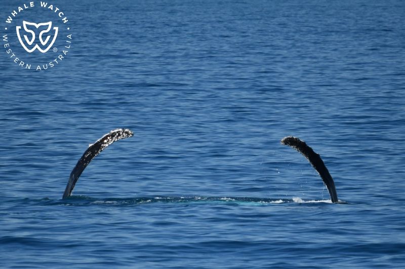 Whale Watch Western Australia