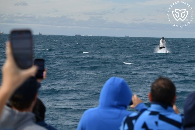 Whale Watch Western Australia