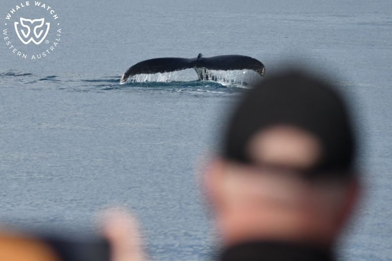 Whale Watch Western Australia