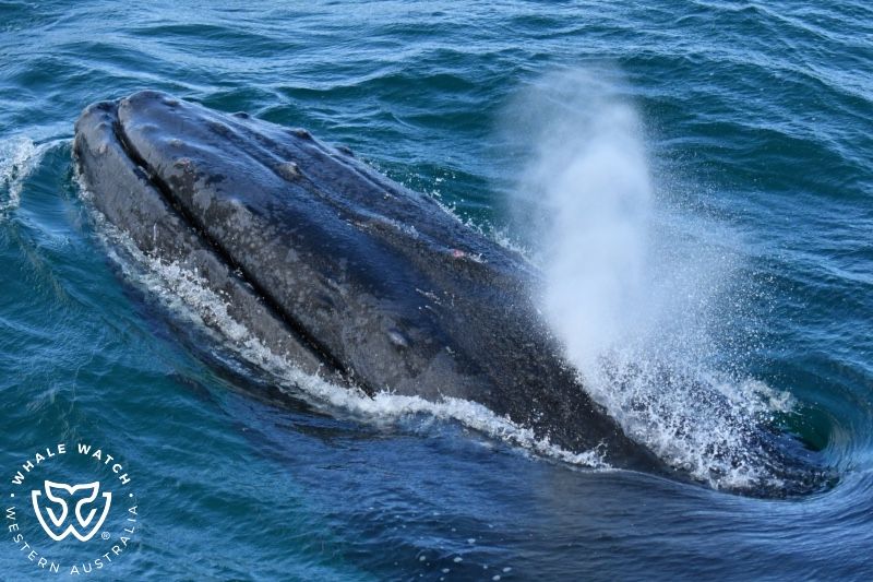 Whale Watch Western Australia