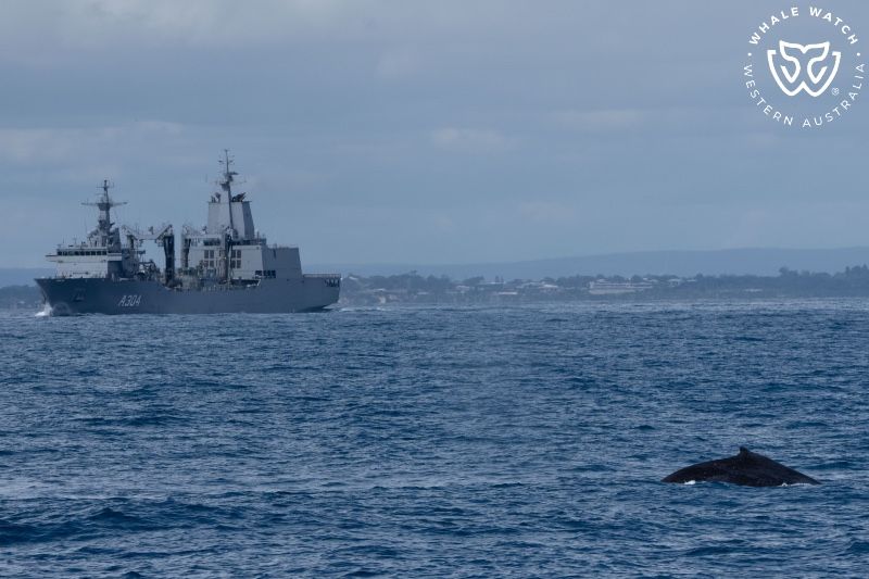 Whale Watch Western Australia