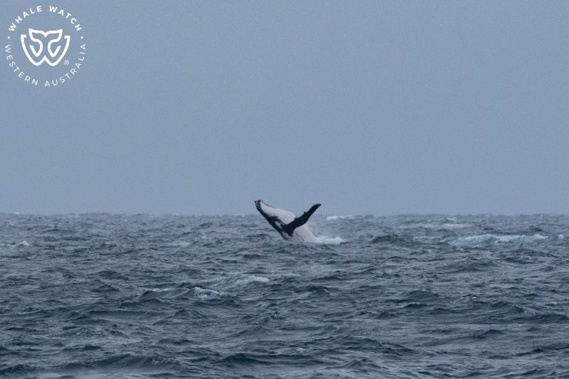 Whale Watch Western Australia