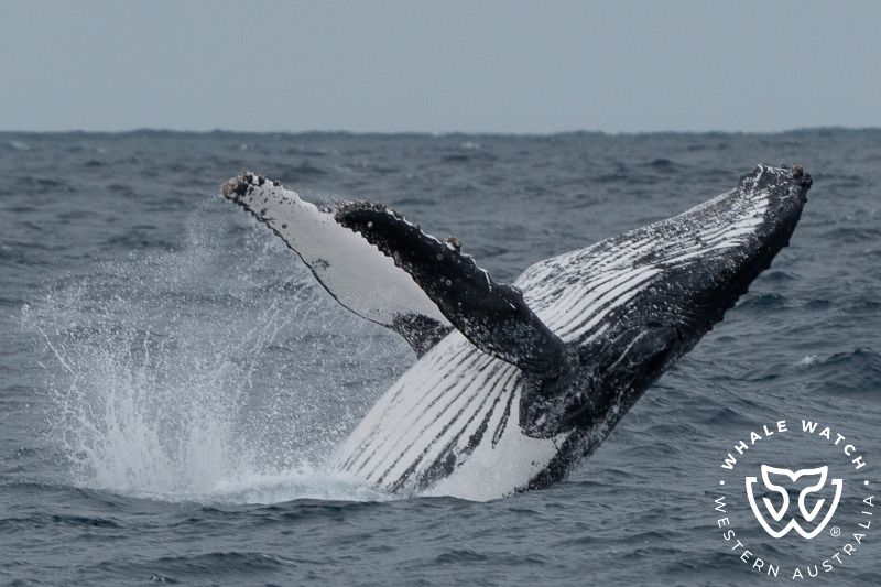 Whale Watch Western Australia