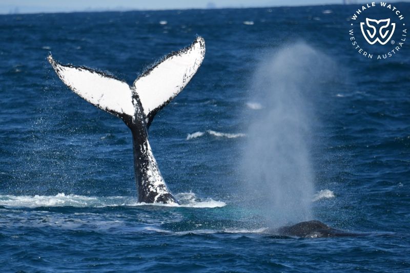 Whale Watch Western Australia