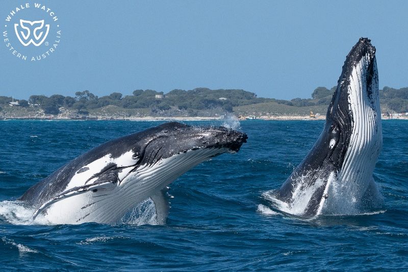 Whale Watch Western Australia