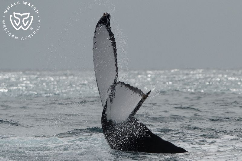 Whale Watch Western Australia